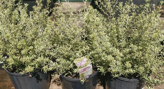 Three Westringia 'Lilac and Lace' potted plants, each in an 8" pot with light green leaves, are displayed outdoors. One pot features a tag with a flower image.