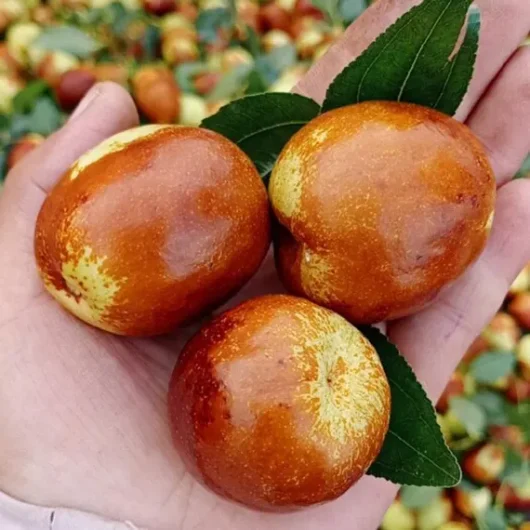 A hand holds three ripe Ziziphus jujubes, complemented by green leaves, against a backdrop of scattered Ziziphus Jujube 'Shanxi Li' Chinese Dates in a 13" pot.