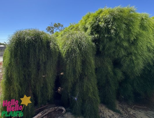 The dense, lush foliage of a weeping bamboo interweaves with the elegant cascades of Acacia 'Waterfall™' Standard in a 13" pot, framed by the small "Hello Hello Plants" logo.