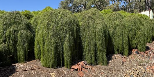 Acacia 'Waterfall™' Standard