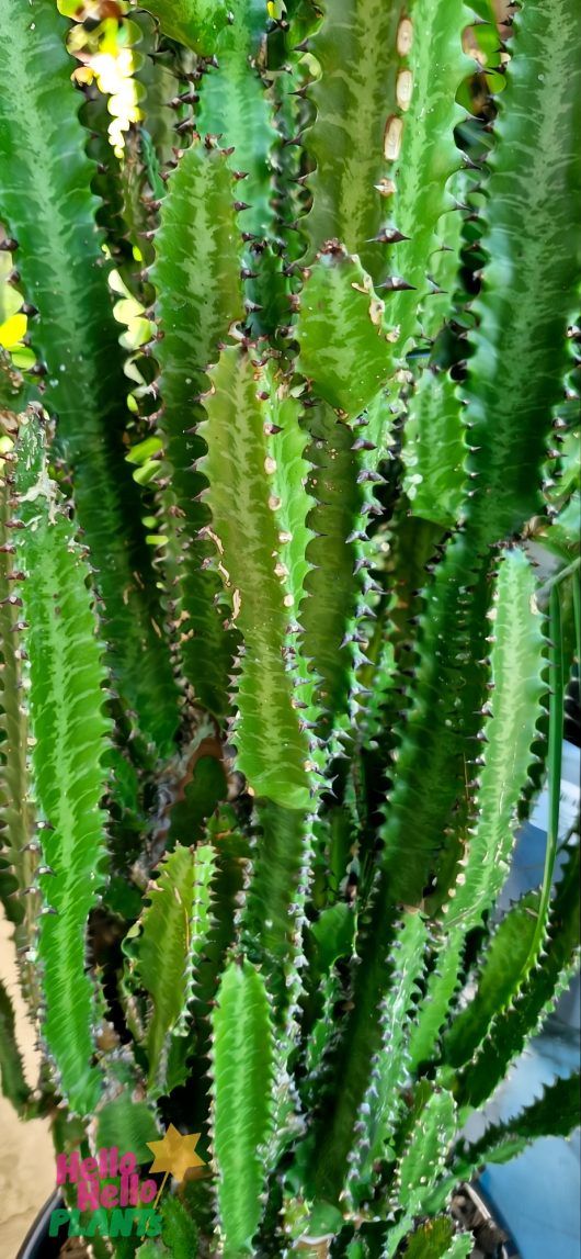 Close-up of tall, green Euphorbia 'African Milk Tree' cactus stems in a 16" pot, featuring textured surfaces and small spines.