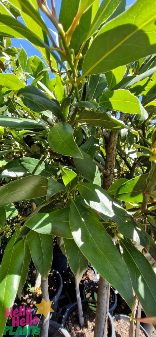 Close-up of a Laurus 'Bay Tree' 20" Pot displaying its dense green leaves and fruit buds on multiple branches under bright sunlight.