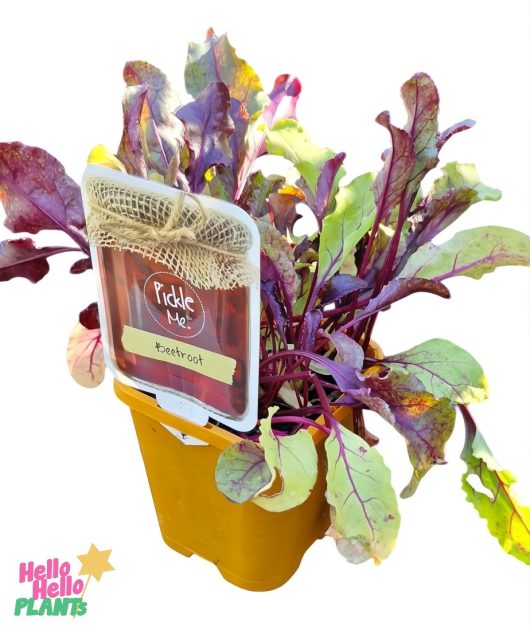 A vibrant 4" Beetroot 'PickleMe' pot in a yellow container with red and green leaves, set against a white background featuring the "Hello Hello Plants" logo in the corner.