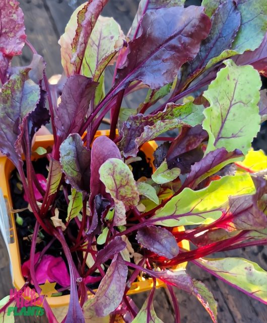 The Beetroot 'PickleMe' in a 4" pot features vibrant, healthy leaves in stunning shades of purple, green, and red, making it a perfect addition to any garden or your next PickleMe project.