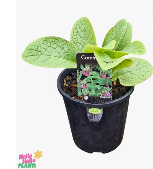 The Comfrey 6" Pot features large green leaves and a label displaying its vibrant purple flowers, available from "Hello Hello Plants.