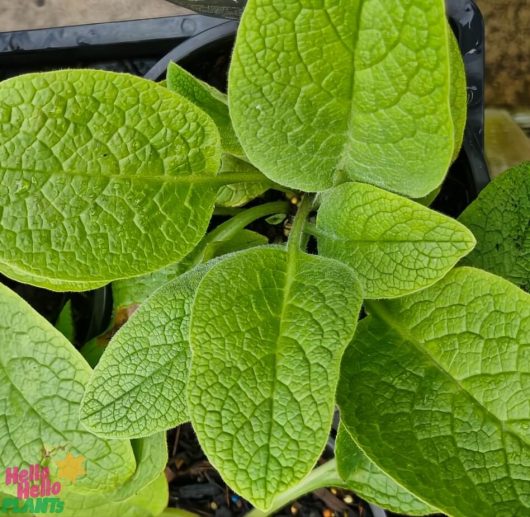 A close-up of the lush green comfrey leaves in a textured, veined display shows them nestled in a sleek black pot, accompanied by the "Hello Hello Plants" logo. Product name: Comfrey 6" Pot.