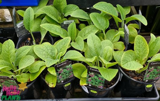 Several Comfrey 6" Pots with broad green leaves are displayed on a shelf, each labeled to indicate the vibrant comfrey variety.