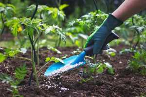 A person wearing gloves uses a blue trowel to apply granular fertilizer to plants in a garden.