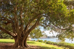 Large tree with sprawling branches in a park setting near a body of water. Buildings are visible in the distance under a clear sky.