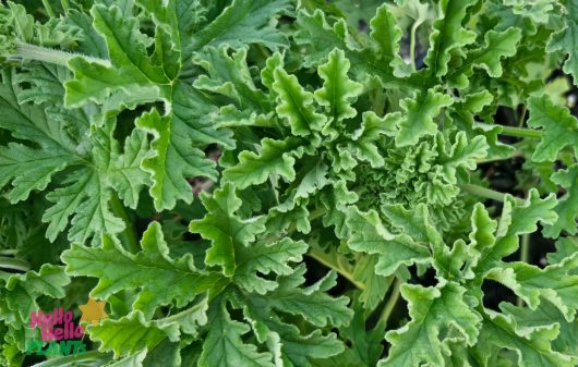 A close-up shows vibrant green, jagged-edged leaves resembling the rich foliage of a Geranium 'Lemon Rose,' flourishing beautifully in its 4" pot.