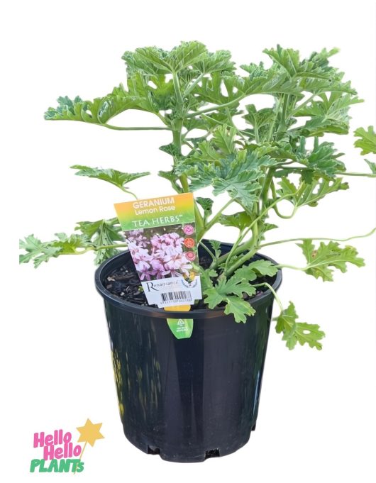 Geranium 'Lemon Rose' 8" pot features lush green leaves and a tag labeled "Geranium Lemon Rose Tea Herbs.