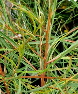 Close-up of a Hakea Saligna 'Fine Leaf Form' plant featuring thin, elongated green leaves and reddish stems, densely growing in a 6" pot.