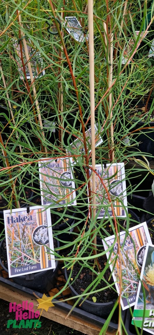 Potted Hakea Saligna 'Fine Leaf Form' with slender green leaves are displayed at a nursery, labeled for sale in 6" pots. The logo "Hello Hello Plants" is in the bottom left corner.