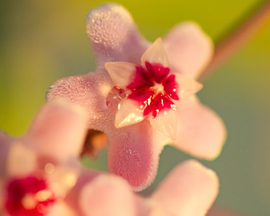 A close-up of a pink and white star-shaped flower with fuzzy petals evokes the charm of Hoya Carnosa 'Pink Hoya' 5" Pot Hanging Basket, set against a blurred green backdrop.