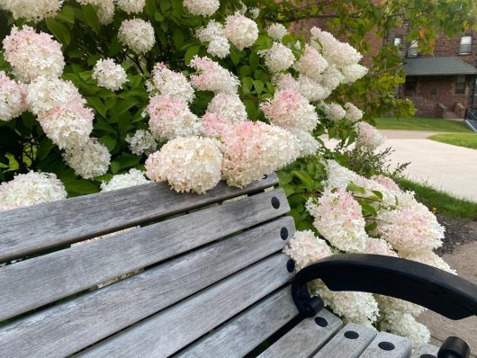 A wooden bench sits gracefully beside blooming white and pink Hydrangea 'Hercules' in an 8" pot. A brick building and lush lawn complete the tranquil scene.