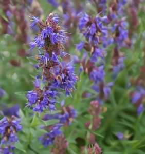 Dense clusters of blue and purple flowers with thin petals flourish in the Hyssop 4" Pot, surrounded by lush green foliage.