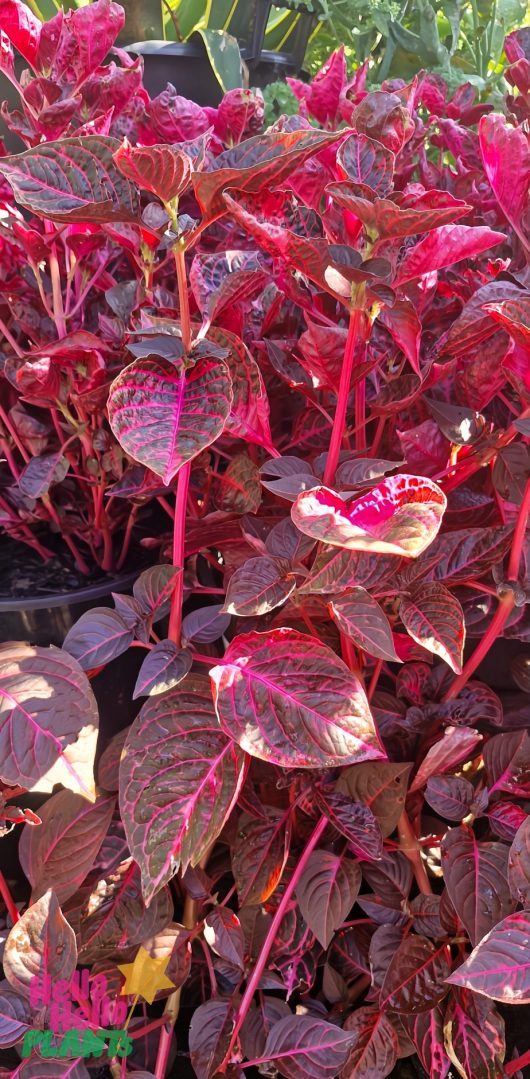 The 10" pot of Iresine 'Bloodleaf' is filled with vibrant red and magenta hues, featuring broad, variegated leaves and prominent stems that grow densely together.