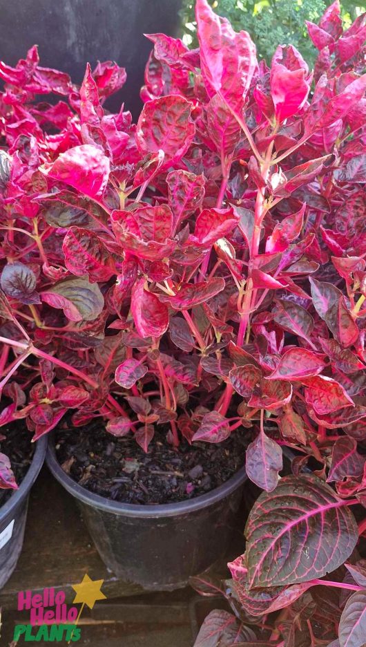 The Iresine 'Bloodleaf' with vibrant red leaves stands elegantly on a wooden surface in a 10" pot, adorned with the "Hello Hello Plants" logo at the lower left corner, adding charm.