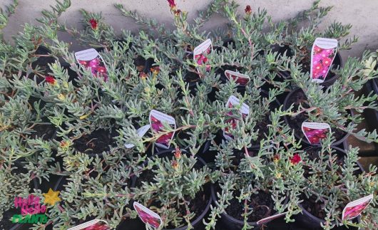 Several 6" pots holding Mesembryanthemum 'Purple' Pig Face feature green succulents topped with small pink flowers, each labeled for easy identification.