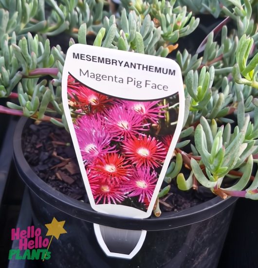 The Mesembryanthemum 'Purple' Pig Face 6" Pot features a vibrant display of purple flowers and lush green succulent leaves, with a label highlighting its name.