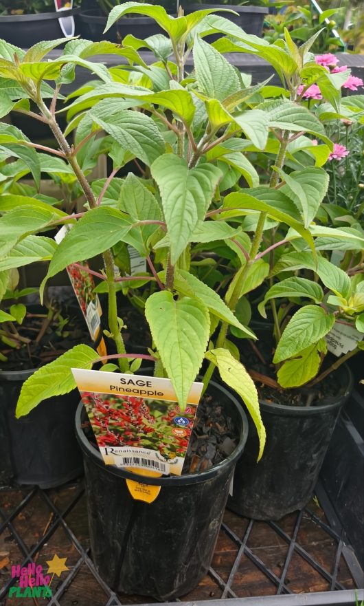 A vibrant Salvia 'Pineapple Sage' in a sleek 6" black pot comes with a name and image label, adding charm to any space.