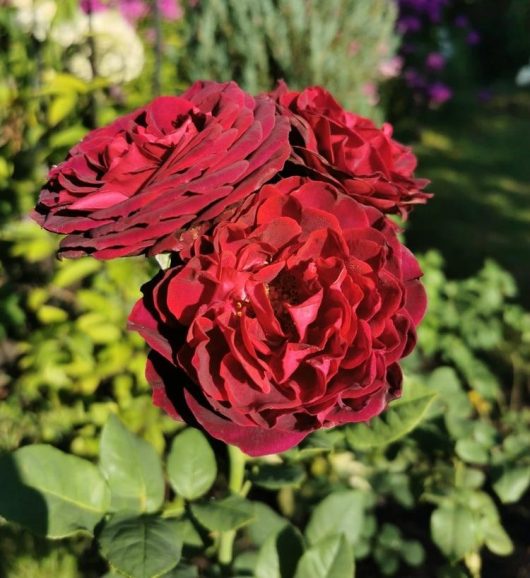 Three dark red Rose 'Belle de Bom' blooms with lush green leaves in the background.