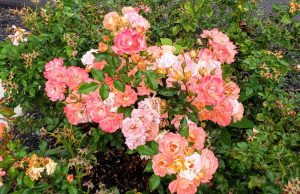 The Rose 'DRIFT® Peach' Groundcover features a cluster of vibrant pink and peach roses with lush green leaves to create a stunning garden cover.