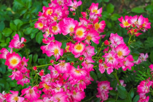 The 'DRIFT® Red' Groundcover Rose features bright pink and white flowers with yellow centers amidst green foliage, resembling vibrant groundcover blooms.