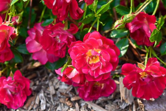 The Rose 'DRIFT® Peach' Groundcover, featuring fully bloomed roses with lush green leaves and nestled in bark mulch, creates a stunning display.