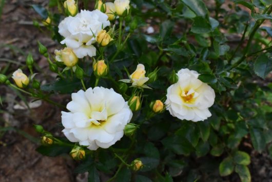 Lush green leaves and white roses with yellow centers thrive in a garden, beautifully complemented by the vibrant Rose 'DRIFT® Pink' Groundcover.