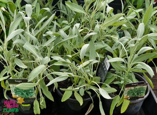 Several pots of Salvia 'Common Sage' 4" Pot are displayed in a garden center, showcasing vibrant green leaves. Each pot features a label reading "Salvia 'Common Sage.'.