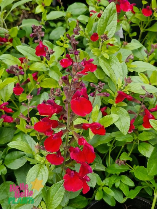 Salvia Mirage 'Burgundy' blooms with tubular petals in a 6" pot, surrounded by lush green leaves.