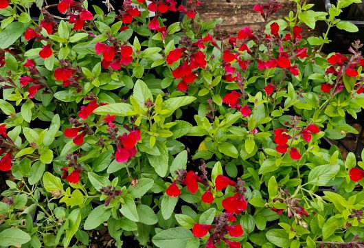 In a garden, burgundy blossoms with green leaves flourish like the striking Salvia Mirage 'Burgundy' in its 6" pot.