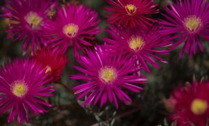 Clusters of vivid magenta Mesembryanthemum 'Purple' Pig Face flowers bloom in sunlight, with narrow petals and yellow centers creating a stunning display. Perfect for gardens, these beauties thrive in a 6" pot, showcasing their unique charm.