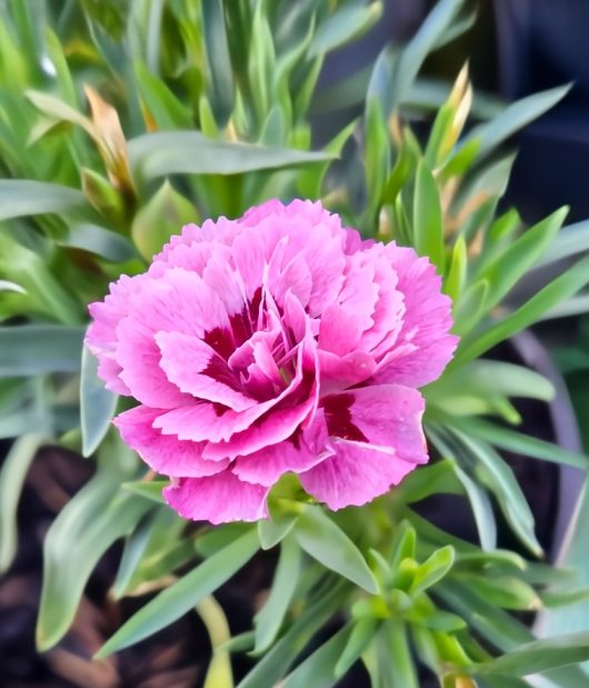 A detailed view of the Dianthus Carnation Oscar "Pink and Purple" 6" pot shows blooming pink ruffled petals adding elegance, encircled by lush green leaves.