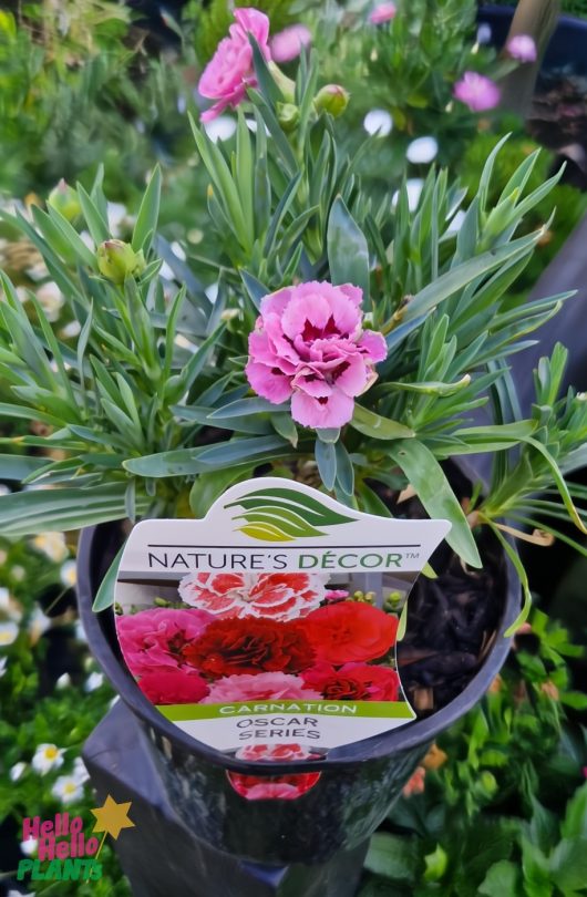 Dianthus Carnation Oscar 'Pink and Purple' 6" Pot