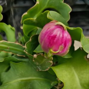 A pink bud of the Epiphyllum 'Curly Sue' Orchid Cactus in a 7" pot emerges from a nest of green, wavy-edged leaves.