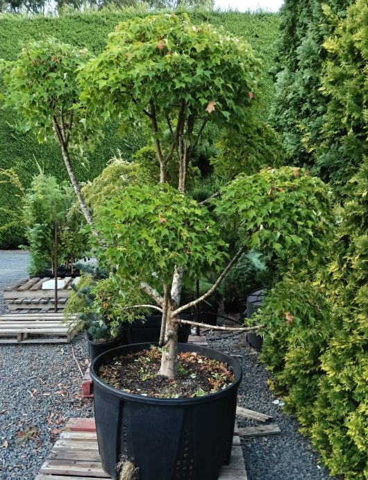 Explore the elegance of the Acer 'Trident' Japanese Maple in an 8" pot. Its leafy branches bring tranquility to any setting. Surrounded by gravel and other plants in a large black container, this potted tree is in our Growers Flash Sale for unbeatable deals!.