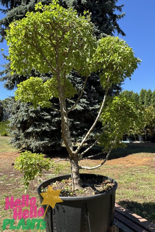 The Acer 'Trident' Japanese Maple in a large black pot, part of the 200L Cloud Pruned Growers Flash Sale, displays lush green foliage as it elegantly basks in the sun.