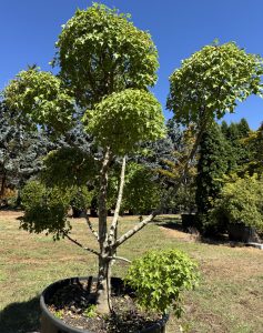 The Acer 'Trident' Japanese Maple 200L from the Cloud Pruned Growers Flash Sale stands gracefully in a garden, basking in the sun with its leafy clusters.