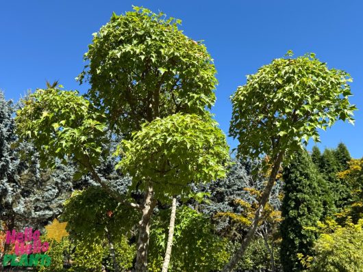 Against a blue sky, three small Acer 'Trident' Japanese Maples in 200L pots from our Cloud Pruned Growers Flash Sale, with dense green foliage and skillful cloud pruning, are surrounded by various other trees and plants.