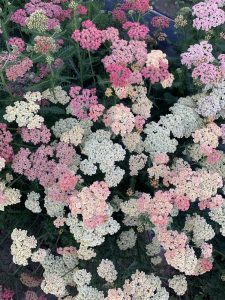 Clusters of pink and white yarrow flowers with fern-like green leaves.