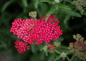 Bright red yarrow flowers surrounded by green feathery leaves. Some flower clusters are blooming, while others are still in bud form.