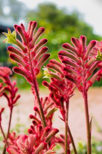 Red fuzzy kangaroo paw flowers with green leaves, against a blurred natural background.