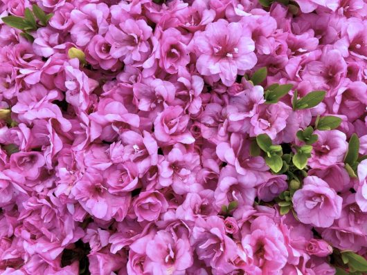 A dense cluster of vibrant salmon flowers from the Azalea 'Gumpo Salmon' in a 6" pot, accented by small green leaves.