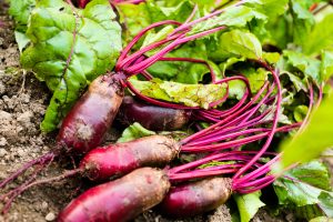 Freshly harvested Beetroot 'Cylindra' 4" Pot with vibrant green leaves lies on the soil.