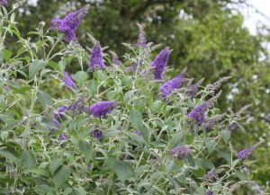 Discover the charm of Buddleja 'Lavender Cupcake' with its purple blooms and vibrant green leaves, set against lush trees. Don't miss our Growers Flash Sale to add this beauty to your garden in a 6" pot!.