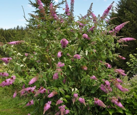 The Buddleja 'Pink Micro Chip', part of the Lo and Behold™ series, features clusters of flowers amid lush foliage, enhanced by serene evergreen trees in the garden.