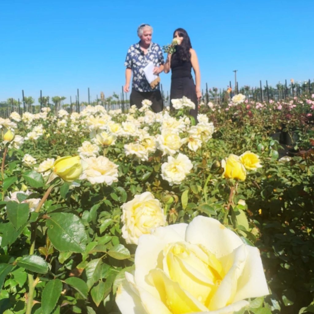 Two people stand in a field of blooming yellow and white roses under a clear blue sky, the air filled with a sweet rose smell. One holds a bouquet.