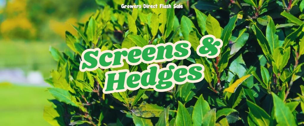 Close-up of a lush green hedge with the text "Screens & Hedges" in bold white and green letters, enhanced by a subtle nod to the Growers Direct Flash Sale, set against a blurred outdoor background.